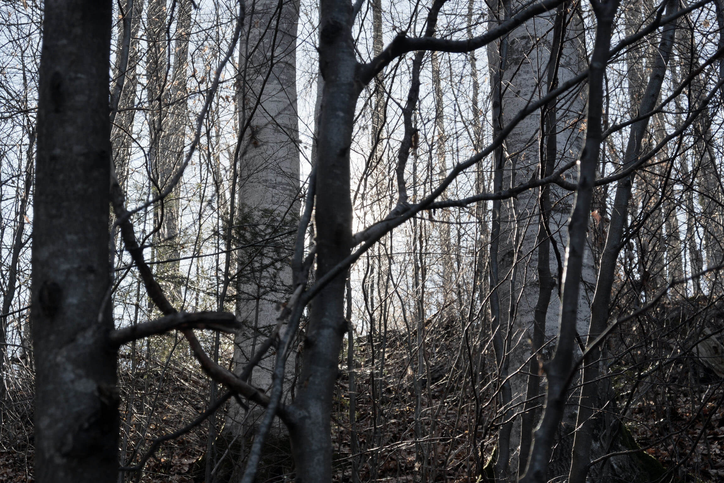 Random header banner 5